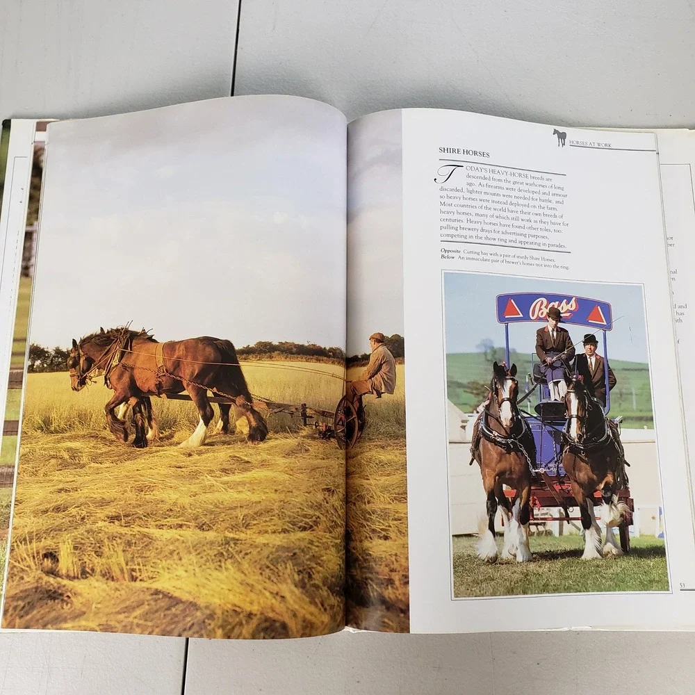 The World of Horses Angela Rixon Hardcover Book 1994 Smithmark Photography